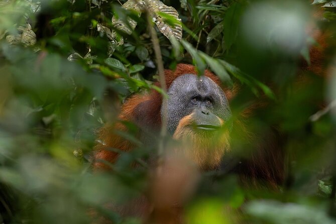1 Day Ethical Jungle Trek in Bukit Lawang at Sumatra - Key points at a glance