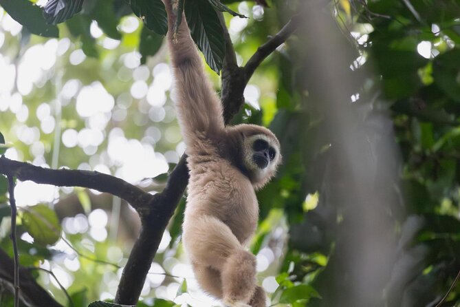 1 Day Ethical Jungle Trek in Bukit Lawang at Sumatra - What the Bukit Lawang jungle day is really like