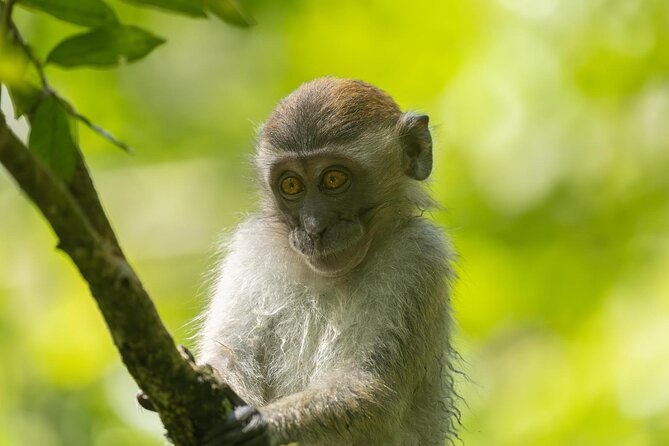 1 Day Ethical Jungle Trek in Bukit Lawang at Sumatra - Regional fruit and lunch at the Jungle restaurant