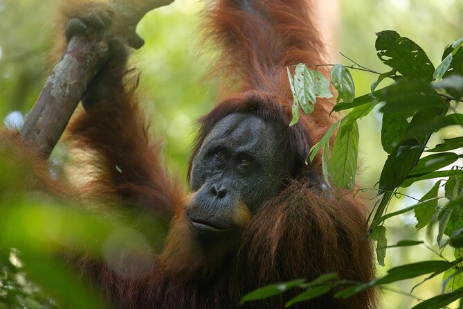 1 Day Ethical Jungle Trek in Bukit Lawang at Sumatra - Rafting and the jungle taxi back
