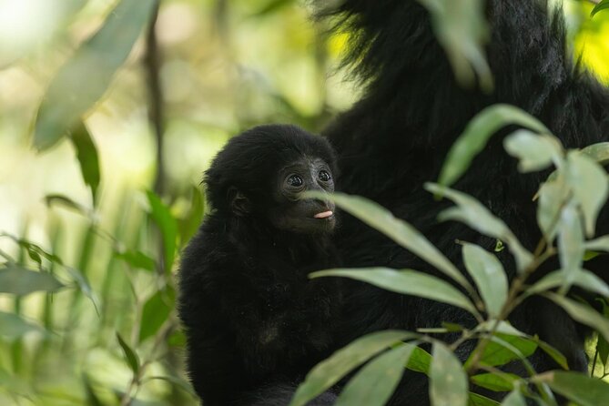 1 Day Ethical Jungle Trek in Bukit Lawang at Sumatra - The ethical promise and local value