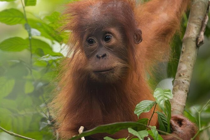 1 Day Ethical Jungle Trek in Bukit Lawang at Sumatra - What the $93.92 price includes