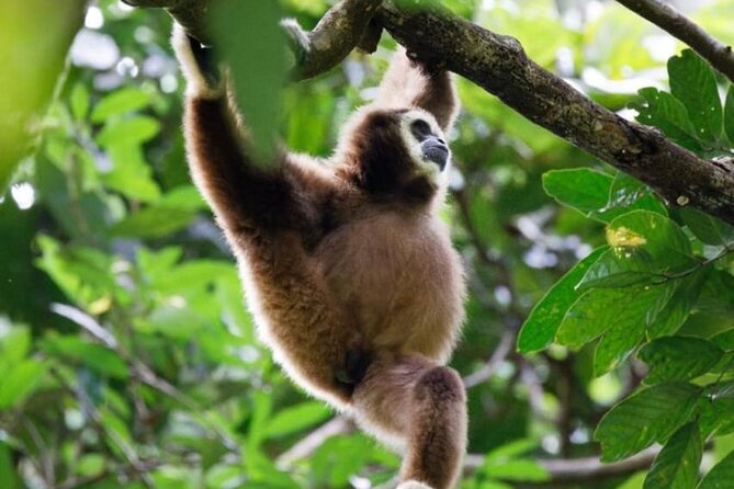 1 Day Ethical Jungle Trekking - Orangutans, monkeys, and the luck factor
