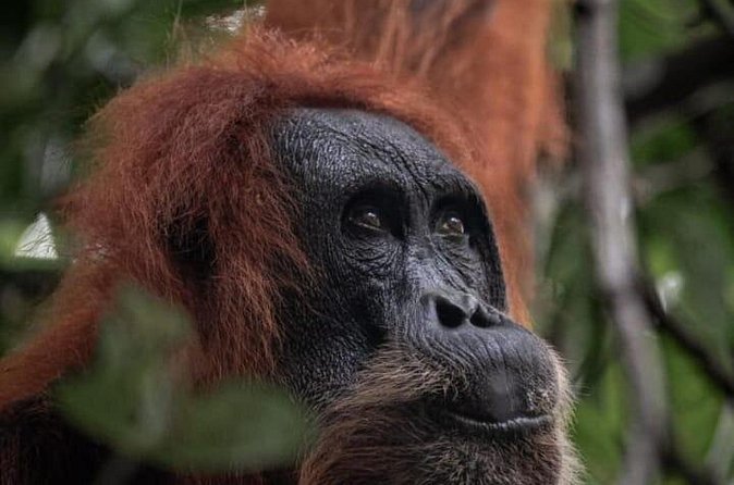 1 Day Ethical Jungle Trekking - Who will enjoy this trek most