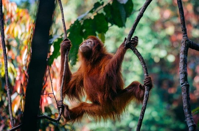 1 Day Ethical Jungle Trekking - Booking, cancellation, and practical details