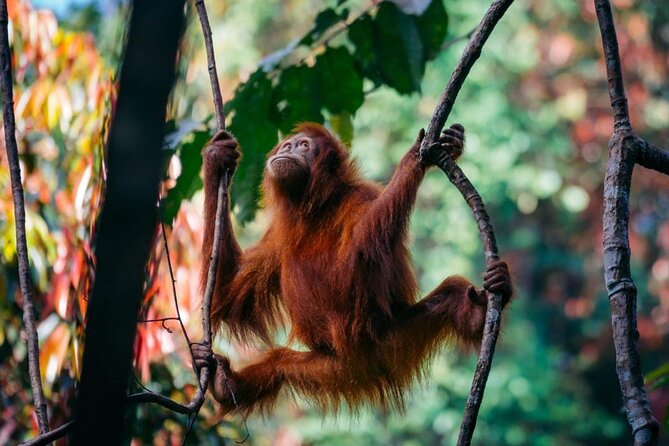 1 Day Ethical Jungle Trekking - Five to six hours among the trees