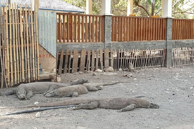 1- day Komodo island Tour hopping around by Speed Boat - Komodo Island and the Loh Liang ranger walk