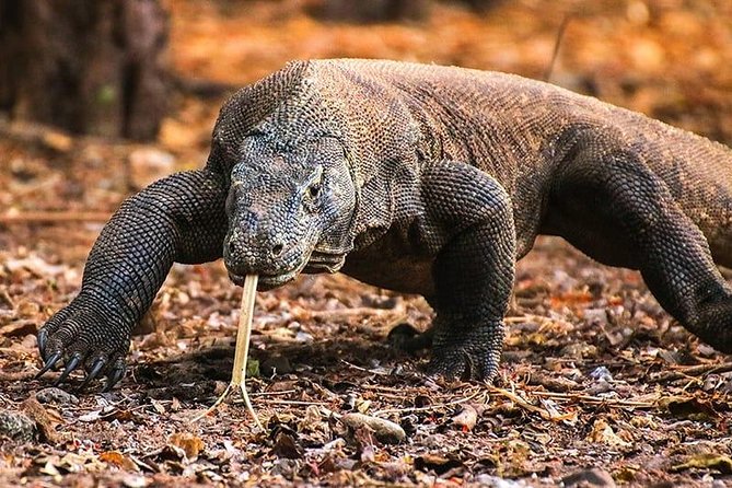 1 Day Komodo Trip by Private Fast Boat - Why this private route is so ambitious