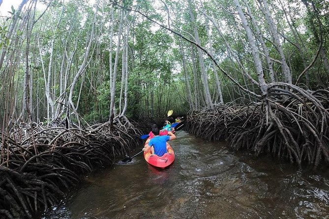 1 Hour Mangrove Tour From Lembongan with Kayak, Paddle, or Boat - Key points to know before booking