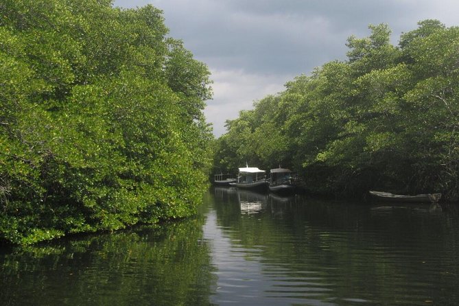 1 Hour Mangrove Tour From Lembongan with Kayak, Paddle, or Boat - What the one-hour outing feels like