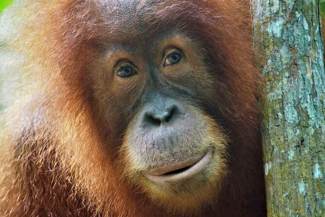 2-Day Jungle Trekking & Rafting in North Sumatra - Key points to know before you book