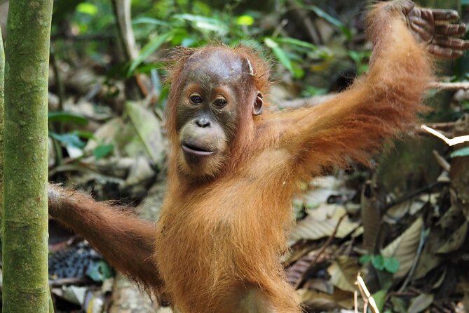 2-Day Jungle Trekking & Rafting in North Sumatra - Walking into Gunung Leuser National Park at 9 a.m.
