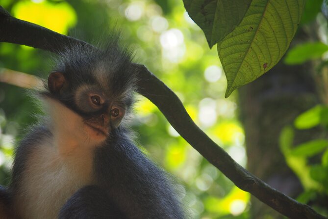 2-Day Jungle Trekking & Rafting in North Sumatra - Morning wildlife and the second day in the park