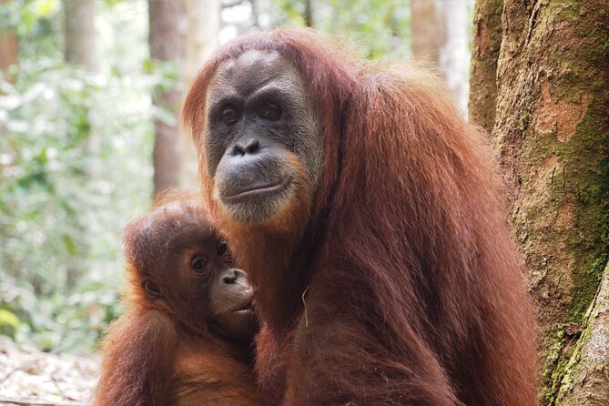 2-Day Jungle Trekking & Rafting in North Sumatra - Who will enjoy this Sumatra adventure