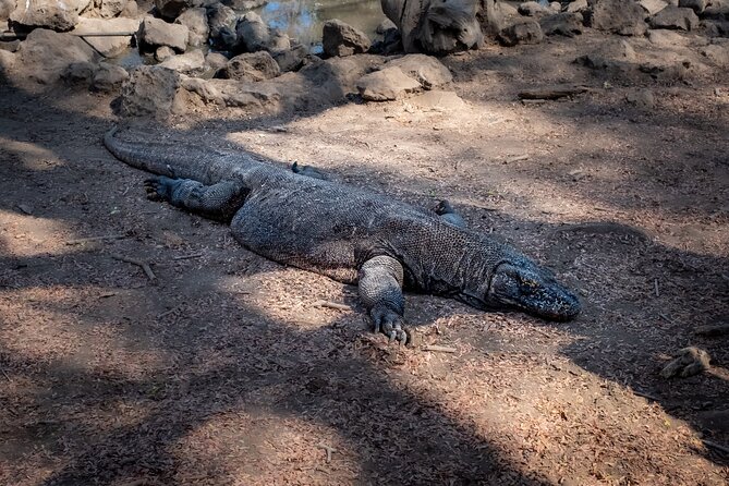 2-Day Komodo National Park and Rinca Island Wildlife Adventure from Bali - Day one: a two-hour boat ride to Rinca Island