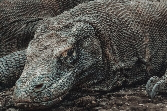 2-Day Komodo National Park and Rinca Island Wildlife Adventure from Bali - Pink Beach: two hours for swimming and snorkeling