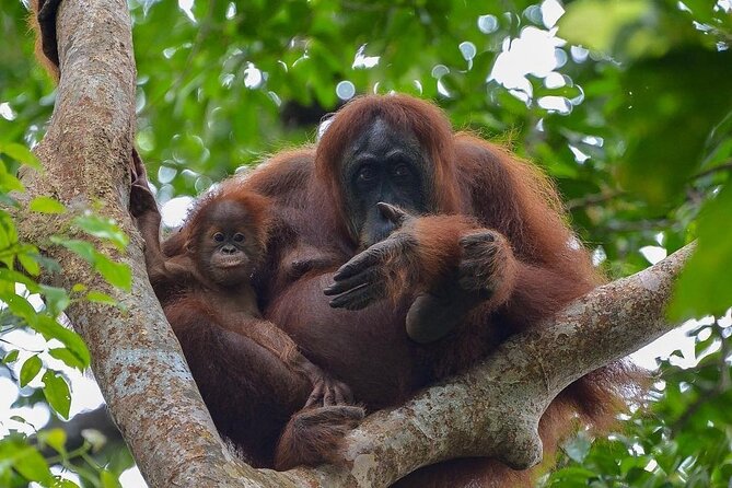 2 Days 1 Night Ethical Jungle Trekking - Key points to know before booking