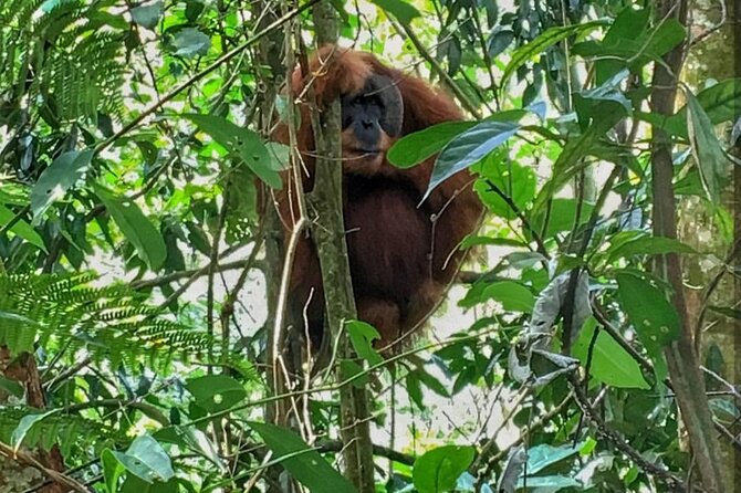 2 Days 1 Night Ethical Jungle Trekking - What the two-day jungle trip is really about