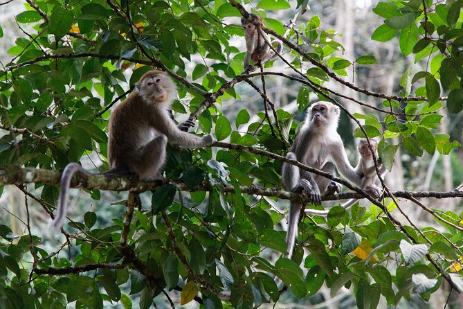 2 Days 1 Night Ethical Jungle Trekking - Who will get the most from this trek?
