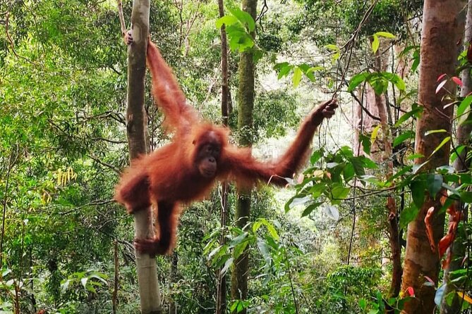 2 Days 1 Night Ethical Jungle Trekking - Day one: six to seven hours among the trees