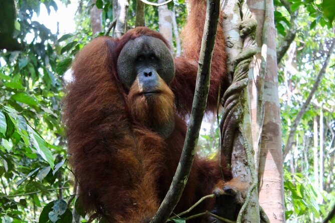 2 Days 1 Night in THE JUNGLE Mount Leuser ( See ORANGUTAN) - Key points to know before booking