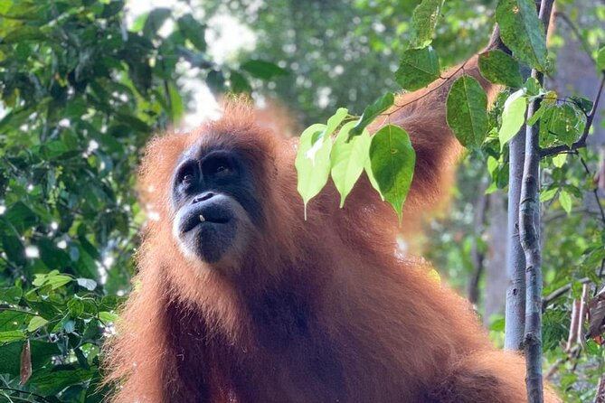 2 Days 1 Night in THE JUNGLE Mount Leuser ( See ORANGUTAN) - What makes the wildlife search worthwhile