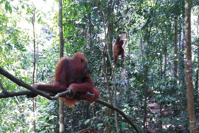 2 Days 1 Night in THE JUNGLE Mount Leuser ( See ORANGUTAN) - Guides, group size, and the human side of the trip