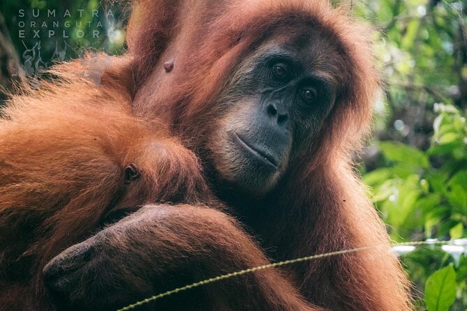 2 Days and 1 Night Ethical Jungle Trek - Key points to know before booking