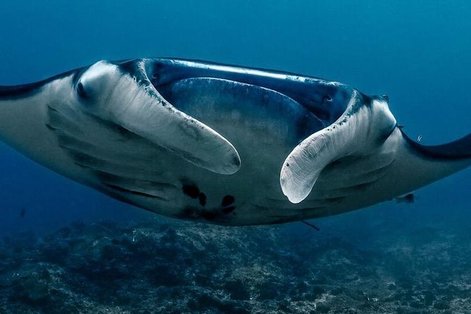 2 Days Discover Scuba Diving in Nusa Lembongan - Scuba Initiation - Key points to know before booking