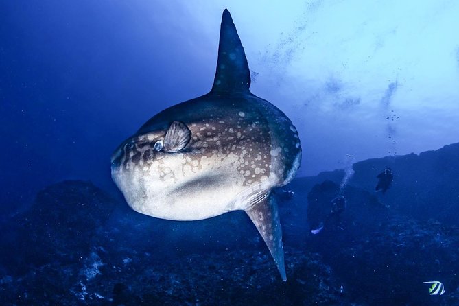 2 Days Discover Scuba Diving in Nusa Lembongan - Scuba Initiation - Booking timing and cancellation