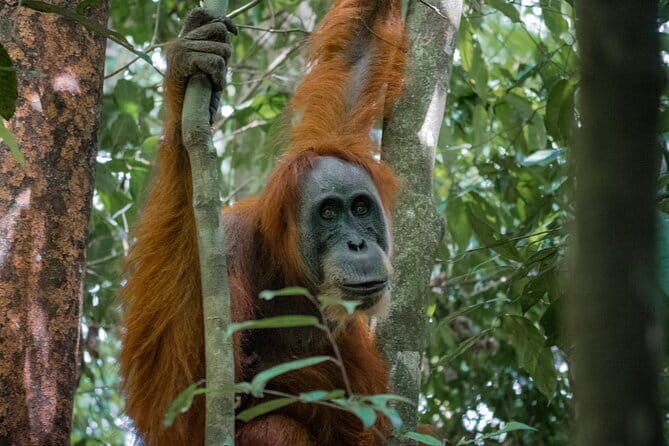 2 Days Ethical Jungle Trek in Sumatra - Key points before you book