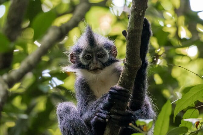 2 Days Ethical Jungle Trek in Sumatra - Why two days makes a difference in Gunung Leuser