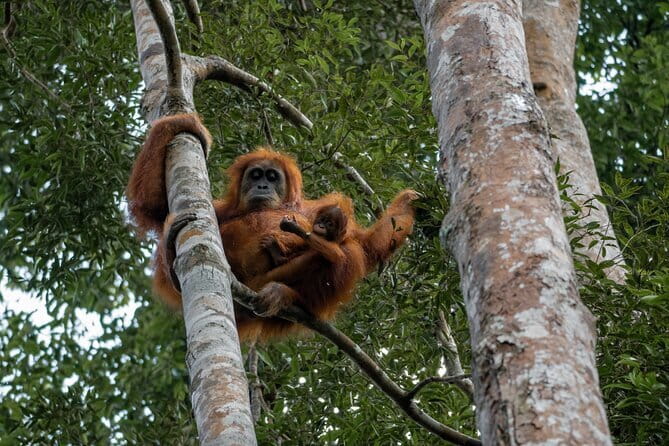 2 Days Ethical Jungle Trek in Sumatra - The jungle campsite and the night between walks