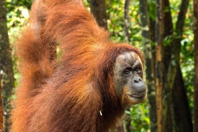 2 Days Ethical Jungle Trek in Sumatra - Day two: more trekking, then the jungle taxi