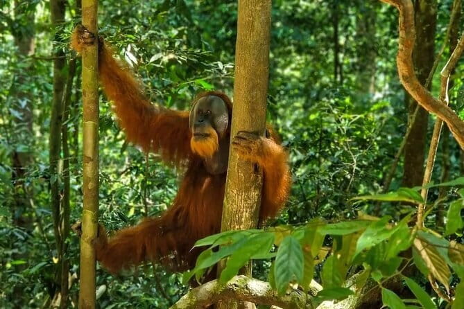 2 Days Ethical Jungle Trek in Sumatra - Small details that make the experience work better