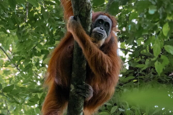 2 Days Ethical Jungle Trek in Sumatra - Starting at 9:00 am in Bukit Lawang