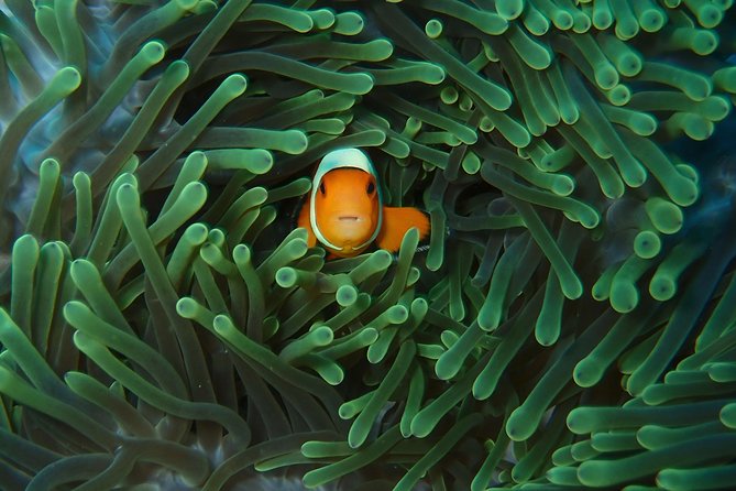 2 or 3 dives in Nusa Lembongan and Penida, for certified diver (in Lembongan) - Why Nusa Penida’s mantas make this trip special