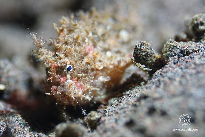2 or 3 dives in Nusa Lembongan and Penida, for certified diver (in Lembongan) - Lunch on the boat keeps the day practical