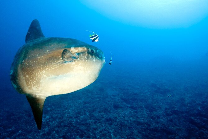 2 or 3 dives in Nusa Lembongan and Penida, for certified diver (in Lembongan) - What the $105 price really covers