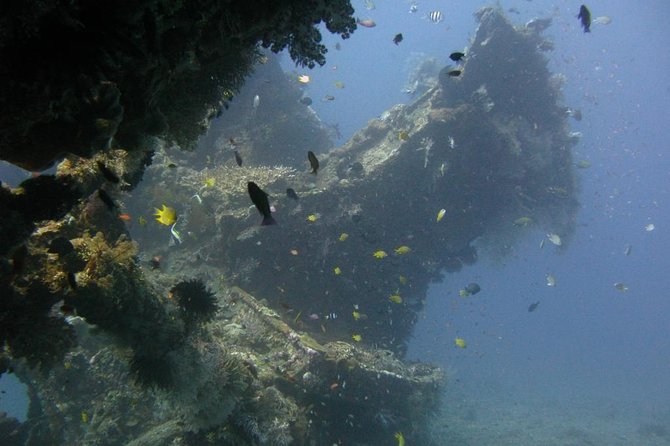 2 PADI Certified Dives at Tulamben from Bali - First session: the Coral Garden and marine life