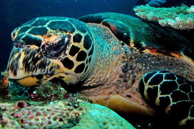 2 PADI Certified Dives at Tulamben from Bali - The early road trip from Bali to Tulamben