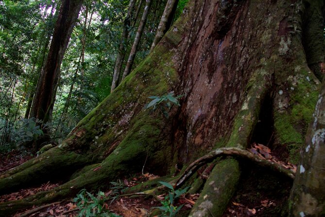 2D1N Jungle Trek | 2 Night accommodation | Pick up and drop off - Tube rafting back to Bukit Lawang