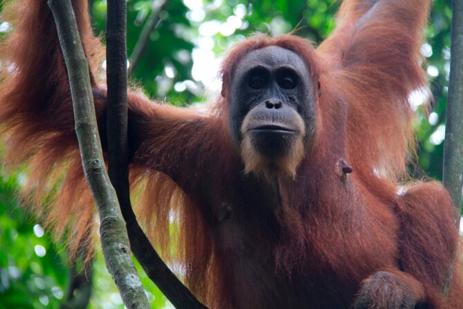 2D1N Jungle Trek | 2 Night accommodation | Pick up and drop off - Who should book this jungle trek?