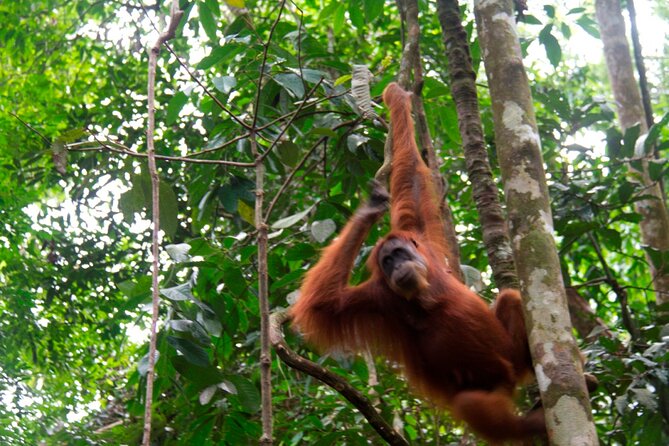 2D1N Jungle Trek | 2 Night accommodation | Pick up and drop off - Waking beside the jungle on Day 2