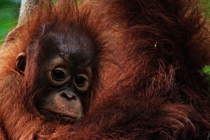 2Ns Orangutan Kelotok Tour in Tanjung Puting Kalimantan - Borneo - What sleeping aboard the kelotok is really like