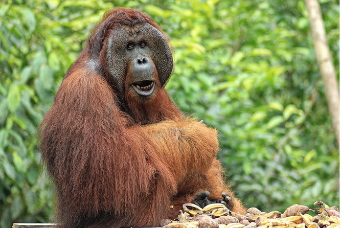 2Ns Orangutan Kelotok Tour in Tanjung Puting Kalimantan - Borneo - Wildlife expectations at Tanjung Puting