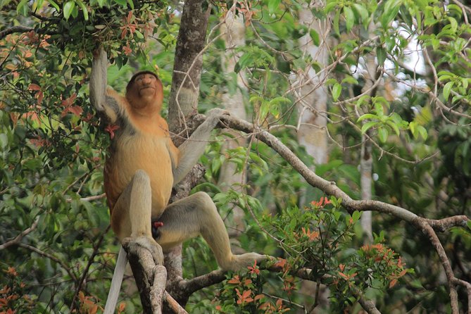 2Ns Orangutan Kelotok Tour in Tanjung Puting Kalimantan - Borneo - Who will get the most from this tour