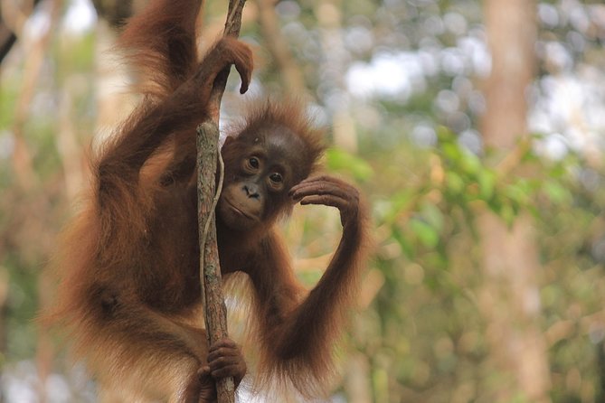 2Ns Orangutan Kelotok Tour in Tanjung Puting Kalimantan - Borneo - Day 2: Sekonyer Kanan and the historic Camp Leakey