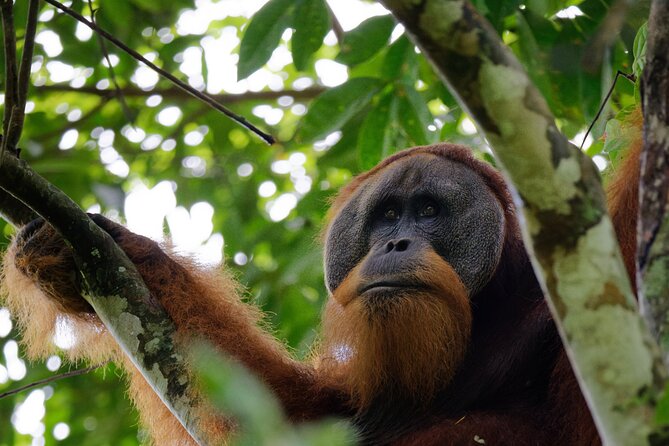 3-Day Bukit Lawang Tour Including 1-Day Ethical Jungle Trekking - Key points at a glance