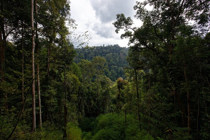 3-Day Bukit Lawang Tour Including 1-Day Ethical Jungle Trekking - Why Bukit Lawang works in a three-day plan